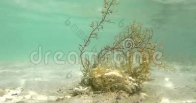 海藻在水下生长